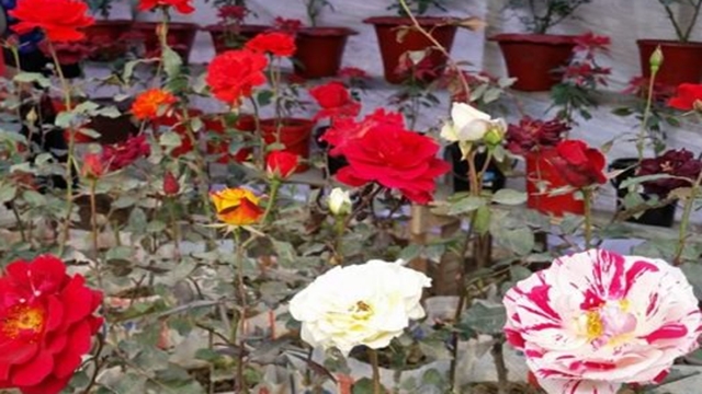 4-day flower fair begins in Rajshahi
