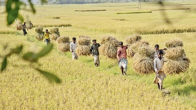 Boro cultivation going on in full swing in Sylhet, Netrakona